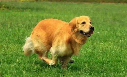 平安大爷爆料金毛视频,金毛犬视频背后的惊人真相  第1张