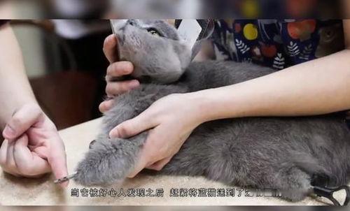 最新爆料虐待学生,最新爆料揭露教师虐待学生骇人真相